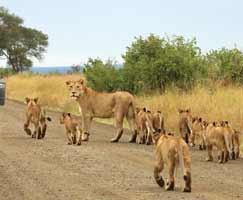 South Africa Tourism Honeymoon